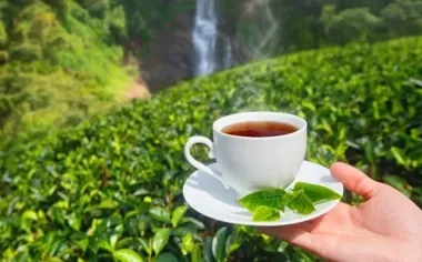 Tea Exports 23.79% उछले: Tea Board
